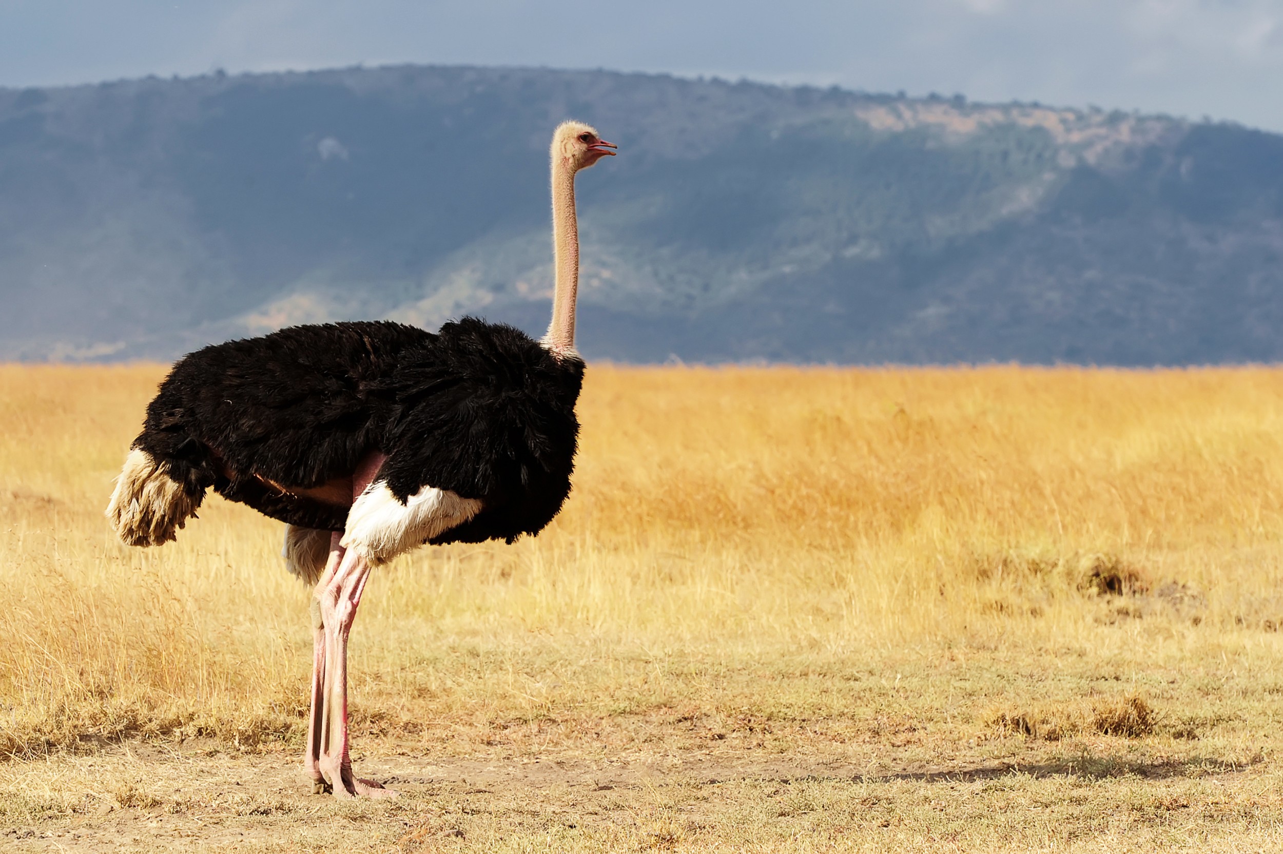senhor avestruz-cara de paisagem
