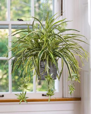 clorofito-plantas para dentro de casa
