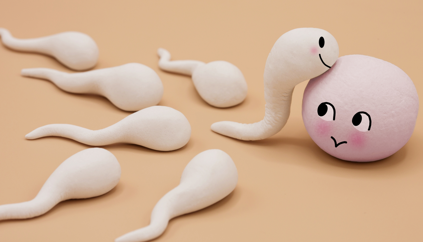 ovulo-espermatozoide-ovulacao
