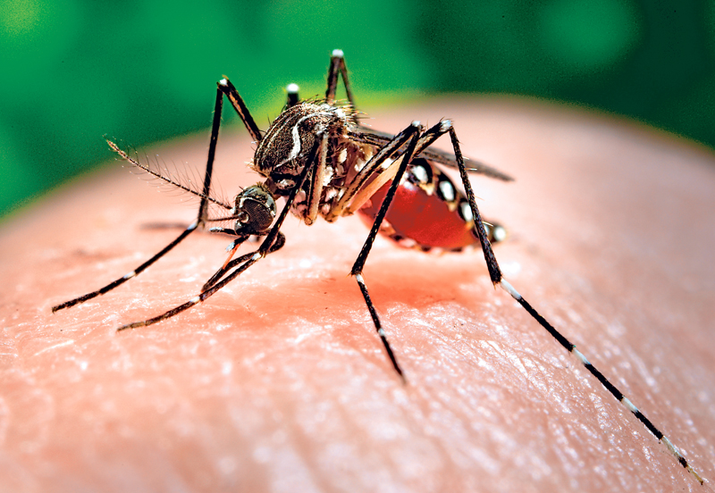 zika - mosquito aedes aegypt